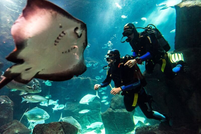 Porto Moniz: Diving with Sharks and Rays in Madeira Aquarium - An In-Depth Look at the Madeira Aquarium Diving Experience