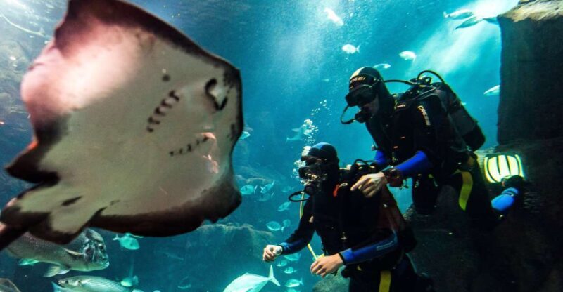 Porto Moniz: Diving with Sharks and Rays in Madeira Aquarium - Frequently Asked Questions