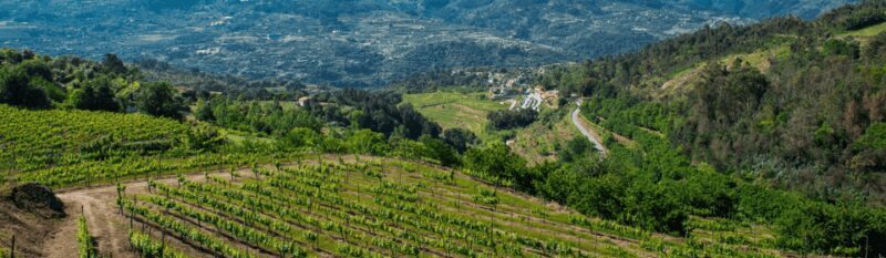 Porto: Private Green Wine Tour: Visit 2 Wine Estates & Lunch - A Closer Look at the Porto Private Green Wine Tour