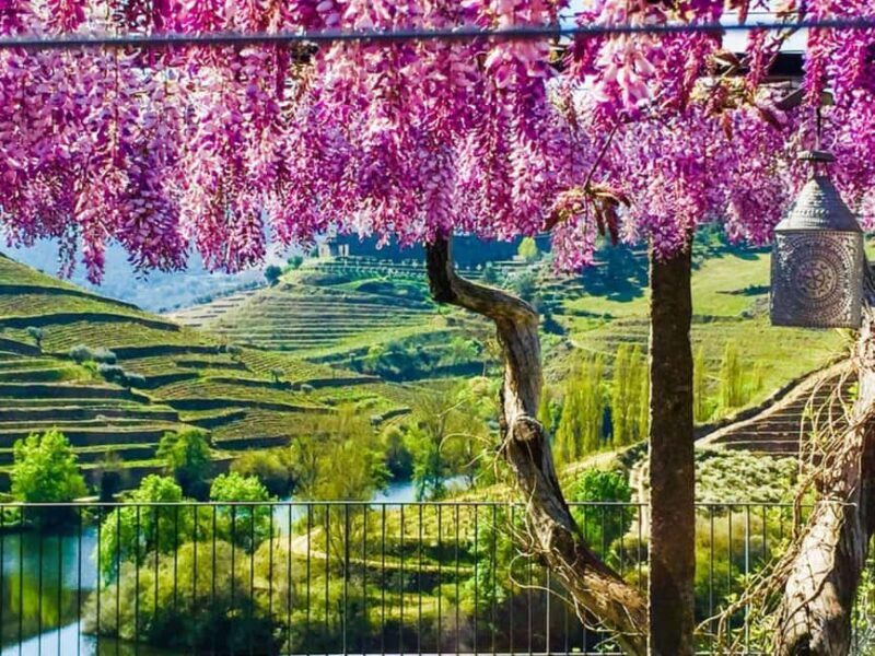 Porto: Private tour of the Douro Valley and schist village. Exclusive program - Who is This Tour Perfect For?