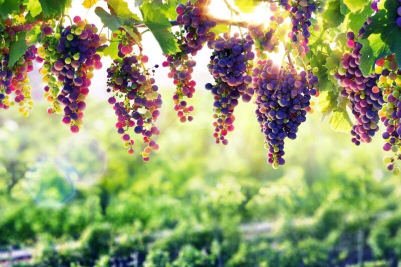Porto: Private Tour - Wineries, Tastings, Picnic, boat trip - The Experience: What You’ll Love and What to Consider