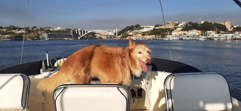 Porto: Private Yacht Tour on Douro River - up to 12 people - Practical Considerations and Tips