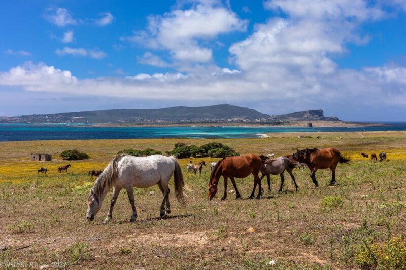 Porto Torres: rent your mountain bike to discover Asinara - Practical Tips for Your Bicycle Adventure