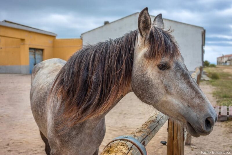 Porto Torres: rent your mountain bike to discover Asinara - The Sum Up: Is This Tour Right for You?
