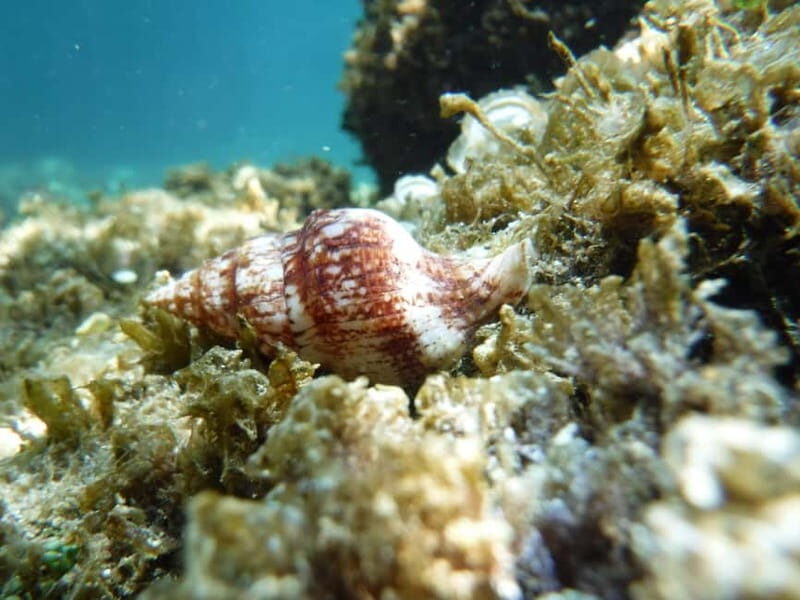 Porto Torres: Snorkeling in Balai Bay - FAQ