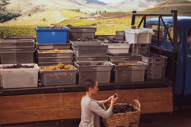 Porto: Wine Experience Musem with 3 Wine Tastings - The Sum Up: Who Should Book This Experience?