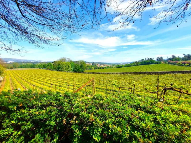 Porto: Wine Tastings (Green Wine) & Lunch & Porto Old Tour - Strolling Through Historic Gardens