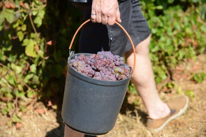 Portugal: 2 days in the Douro Valley with Harvest experience - Practical Tips for Travelers