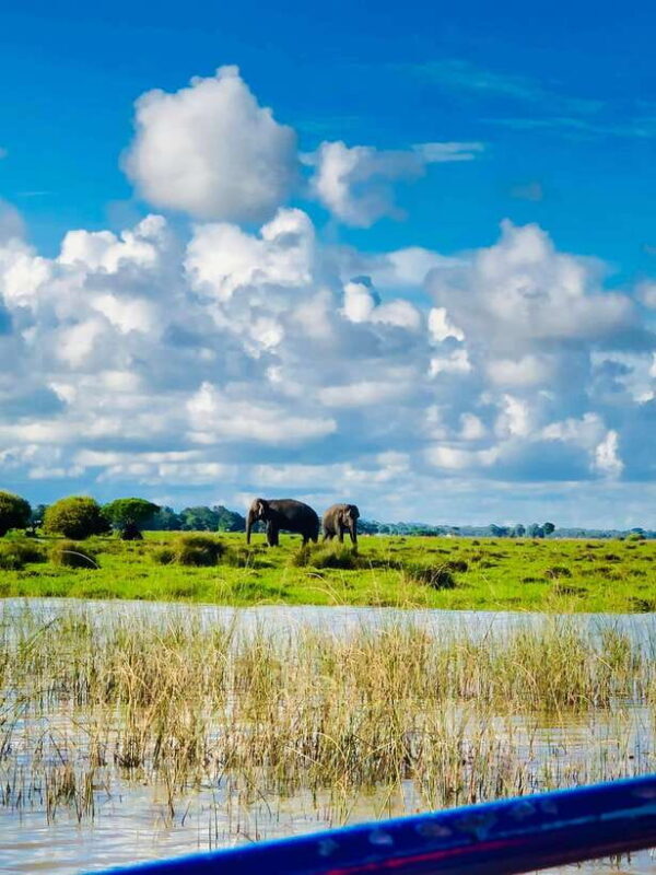 Pottuvil Lagoon Eco Tour : Mangrove Adventure in Arugam Bay - Key Points