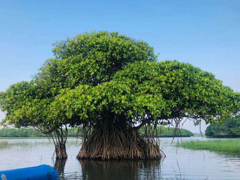 Pottuvil Lagoon Eco Tour : Mangrove Adventure in Arugam Bay - Who Will Love This Tour?