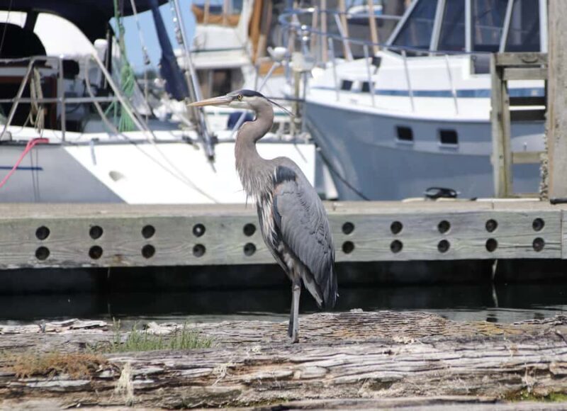 Poulsbo: Liberty Bay Guided Kayak Tour with Wildlife - Key Points