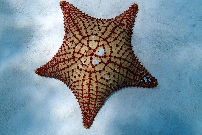 Power Snorkel by Sea Scooter & Flavored Tequila tasting - Key Points