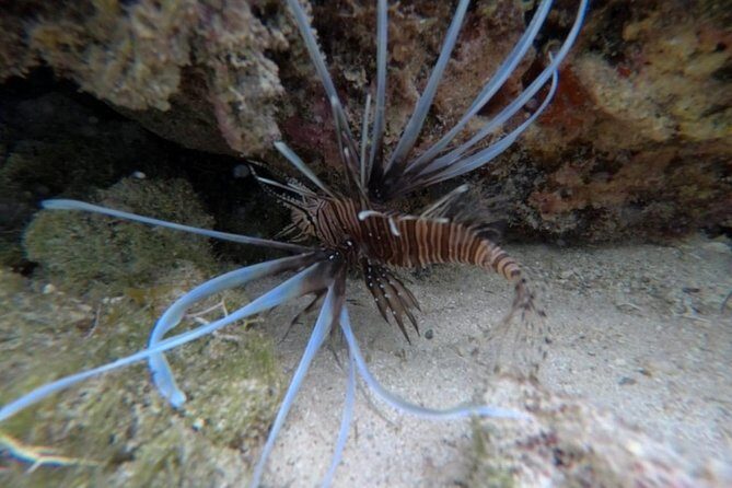 Power Snorkel By Sea Scooters & Tequila Tasting - A Deep Dive into Your Cozumel Power Snorkel & Tasting Tour