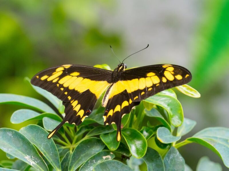 Prague: Papilonia Butterfly House - Final Thoughts