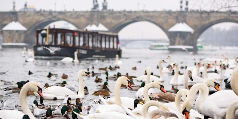 Prague: River Cruise, Charles Bridge Museum, & Walking Tour - Frequently Asked Questions