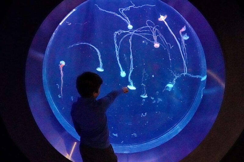 Prague: The World Of Jellyfish Entry Ticket w/ Drink - Discovering The World of Jellyfish in Prague