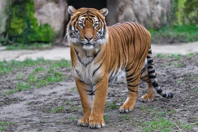 Prague Zoo Admission Ticket including Round Trip Transfer - In-Depth Look at the Prague Zoo Experience