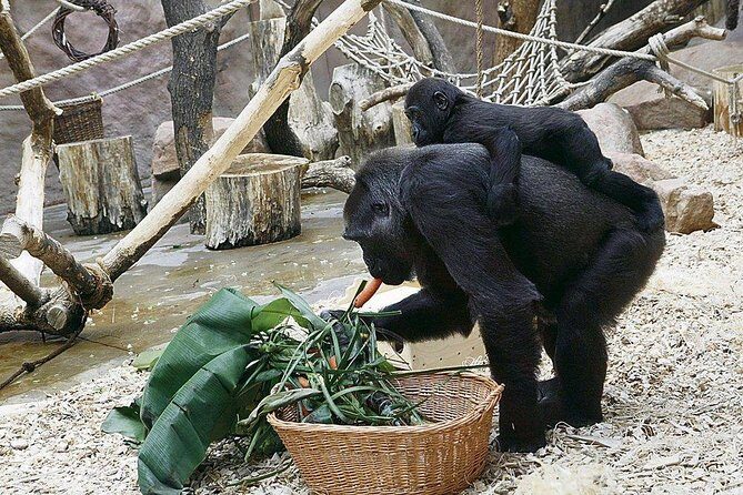 Prague Zoo Admission Ticket including Round Trip Transfer - FAQ
