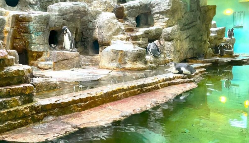 Prague Zoo Online Audio Guide (No ticket) - Final Thoughts: Who Should Consider This?
