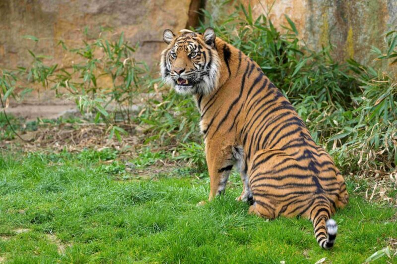 Prague Zoo: Skip-the-Line Entry Ticket - Introducing the Prague Zoo: An Animal Adventure in the Troja District