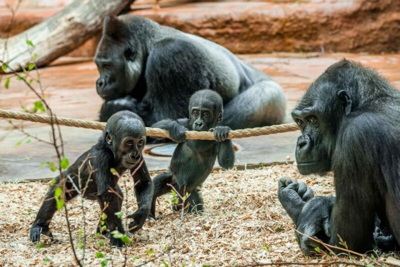 Prague Zoo: Skip-the-Line Entry Ticket - Key Points