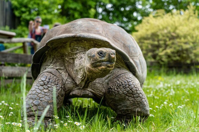 Prague Zoo: Skip-the-Line Entry Ticket - Why You Should Consider Visiting Prague Zoo