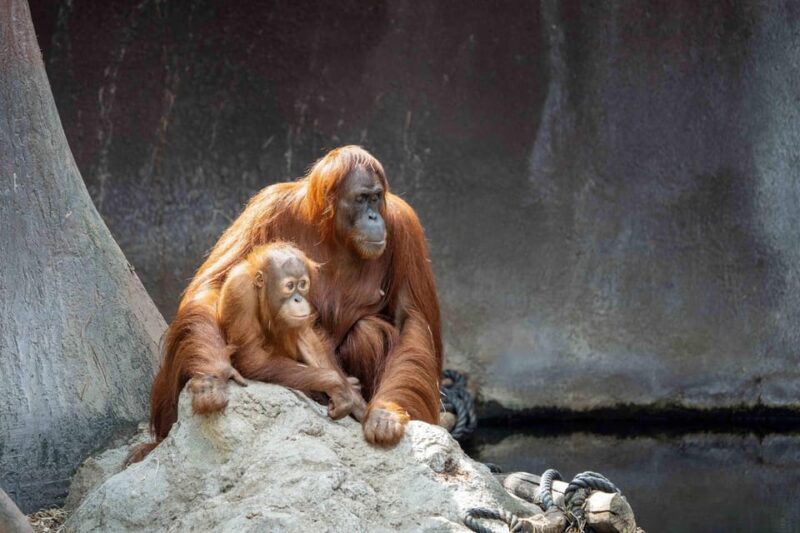 Prague Zoo: Skip-the-Line Entry Ticket - Practical Questions About Visiting Prague Zoo