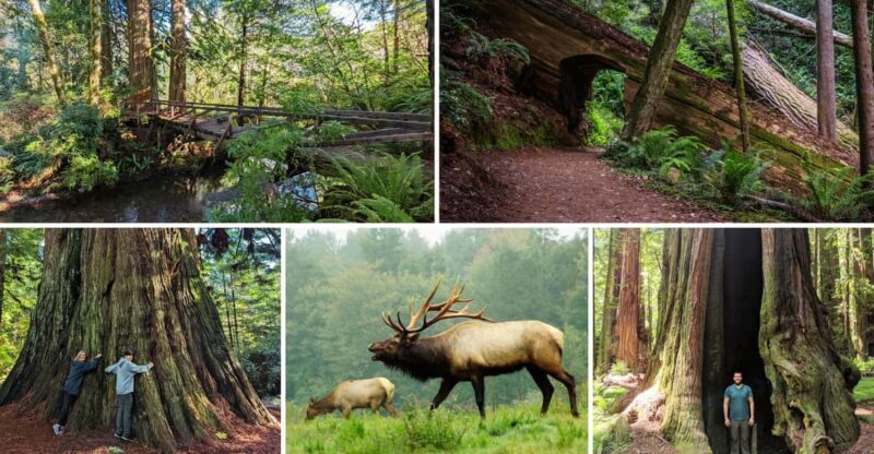 Prairie Creek State Park: Redwood Forest Hiking Tour - In-Depth Review of the Prairie Creek Redwood Forest Hike