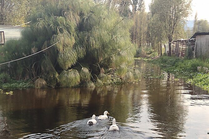 Pre-Hispanic Xochimilco and ajolotario. Private Ecotour. - A Deep Dive into the Experience