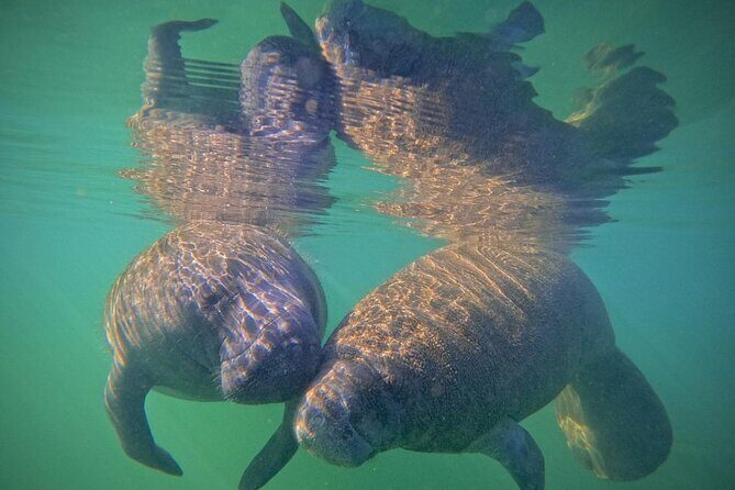 Pre-Season Special Manatee Snorkel Tour in Crystal River - A Closer Look at the Experience