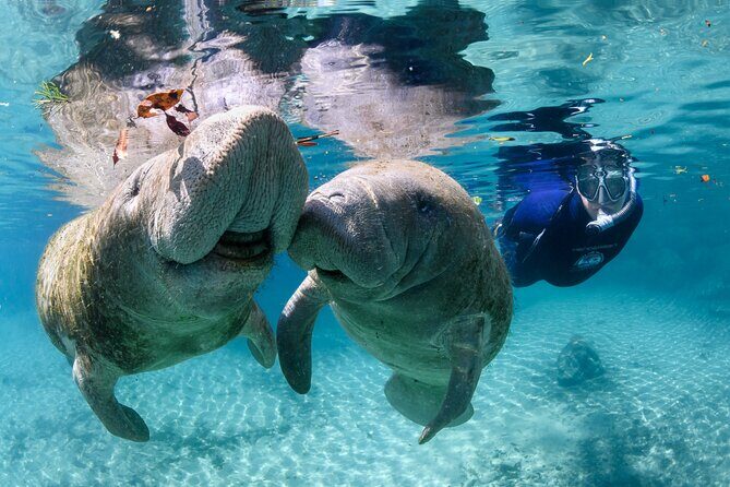Pre-Season Special Manatee Snorkel Tour in Crystal River - Final Thoughts