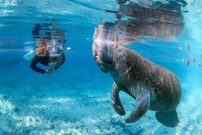 Pre-Season Special Manatee Snorkel Tour in Crystal River - FAQ