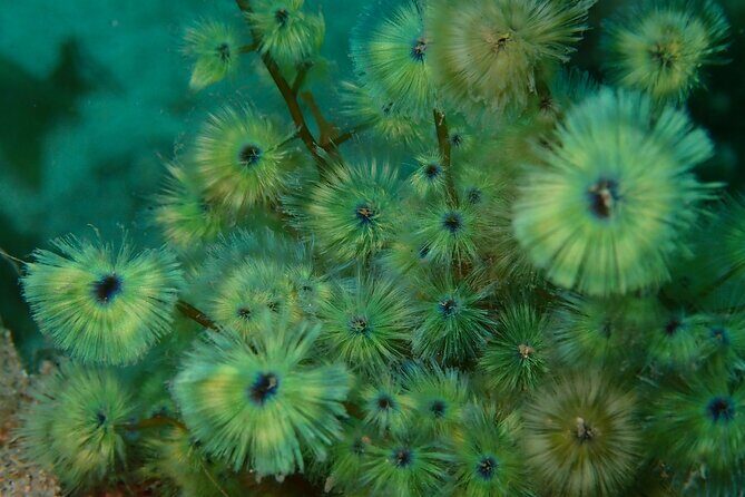 Premier Dive Spots Experience in Kushimoto - Who Should Consider This Tour?