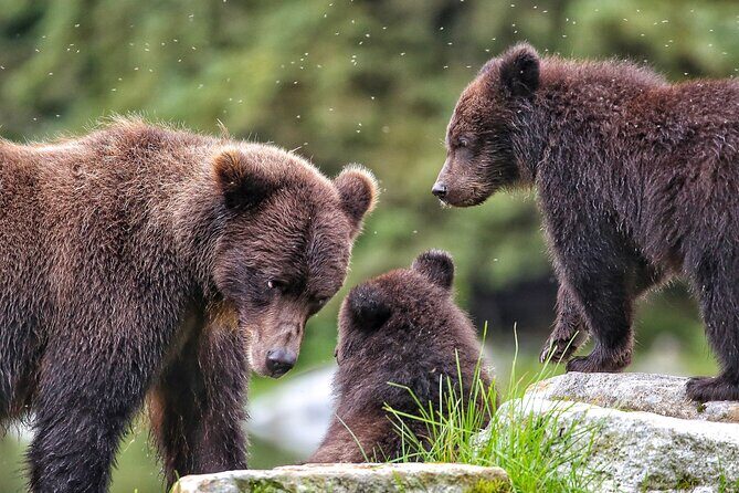 Premier Whale Watching and Wildlife Tour - Discover the Wilds of Sitka Sound with a Small-Group Whale Watching and Wildlife Tour