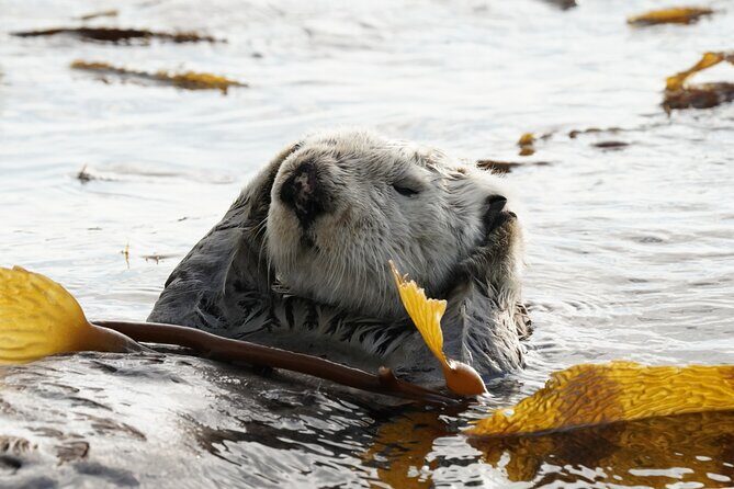 Premier Whale Watching and Wildlife Tour - FAQ