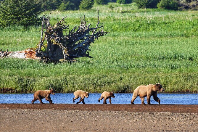 Premier Whale Watching and Wildlife Tour - In The Sum Up