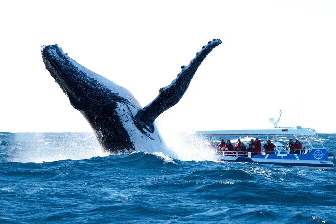 Premier Whale Watching Byron Bay - Premier Whale Watching Byron Bay: A Close Encounter with Gentle Giants
