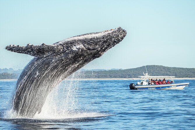 Premier Whale Watching Byron Bay - Key Points