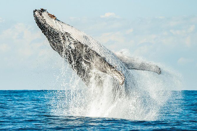 Premier Whale Watching Byron Bay - The Real Benefits of Going with Out Of The Blue Adventures