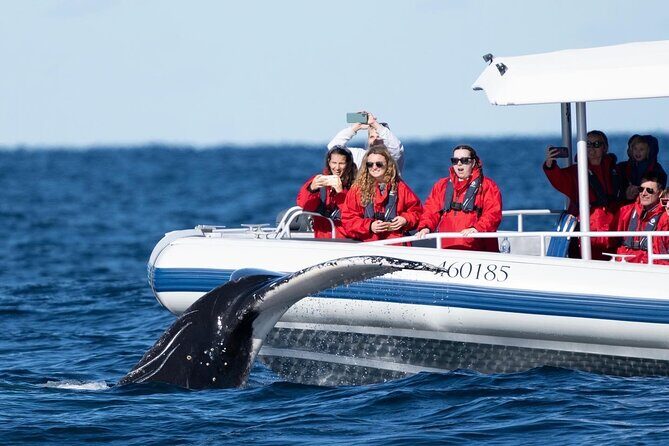 Premier Whale Watching Byron Bay - The Downside? Some Considerations