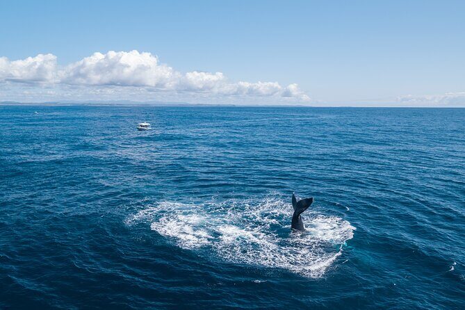 Premier Whale Watching Byron Bay - Who Is This Tour Best For?