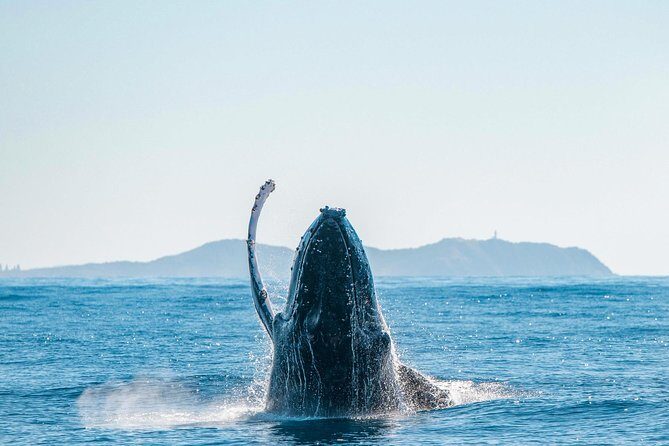 Premier Whale Watching Byron Bay - Final Words: Why Choose Premier Whale Watching Byron Bay?