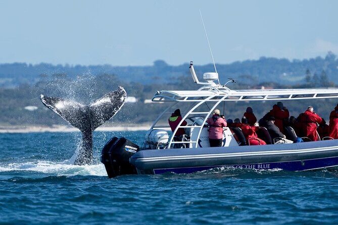 Premier Whale Watching Byron Bay - FAQ: Your Practical Questions Answered