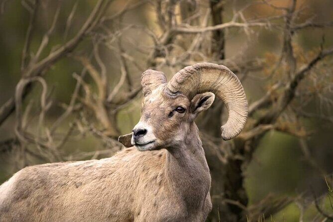 Premier Wildlife Tours in Saguaro National Park - Experience the Wild with Premier Wildlife Tours in Saguaro National Park