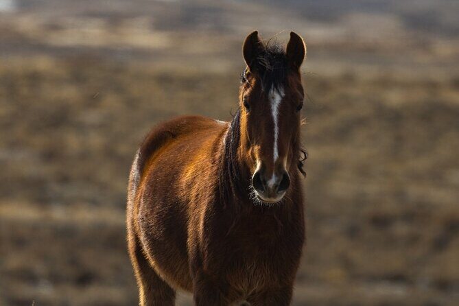 Premier Wildlife Tours in Saguaro National Park - Final Thoughts