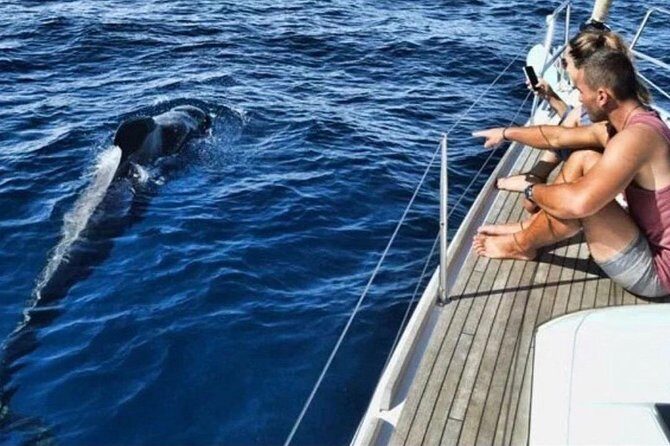 Premium All Inclusive Whale & Dolphin Watching Experience - What to Expect from the Tenerife Whale & Dolphin Tour