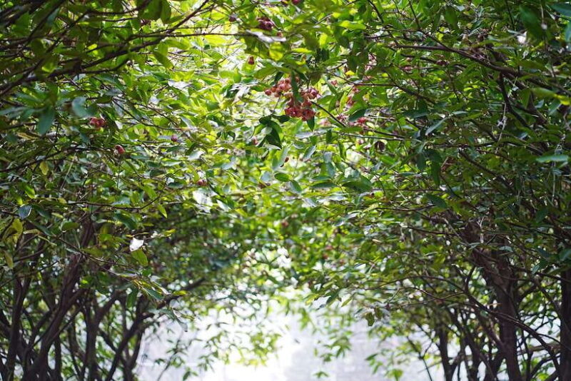 Premium Con Son Islet tour  Explore The Precious Gem - In-Depth Look at the Con Son Islet Tour