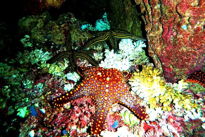 Premium Family Snorkeling Experience - FAQ