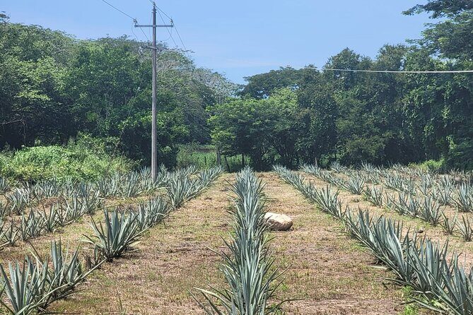 Premium Finca 18 Tequila Tour & Chocolate Pairing + Pickup Points - The Sum Up