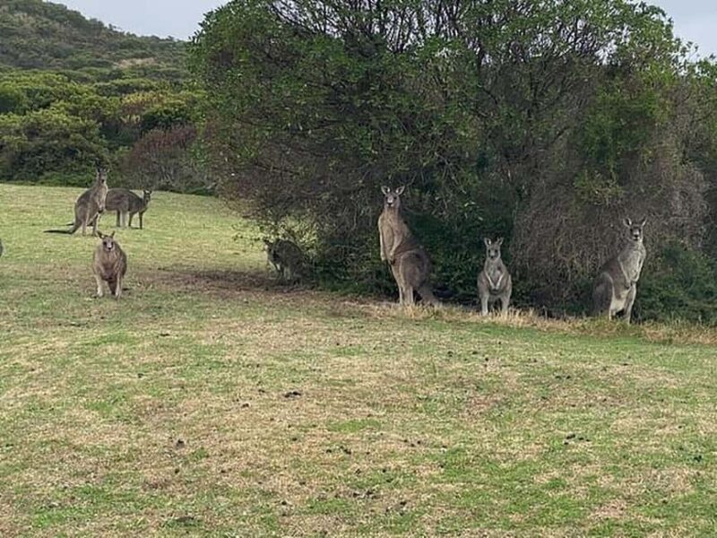 Premium Great Ocean Road Reverse Tour 13Pax Max Hotel PickUP - Key Points